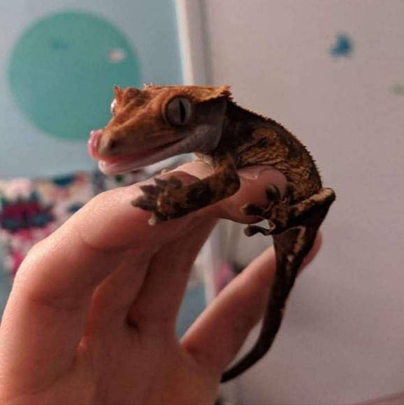 Dawn 🖤 - Picture 4 of 4